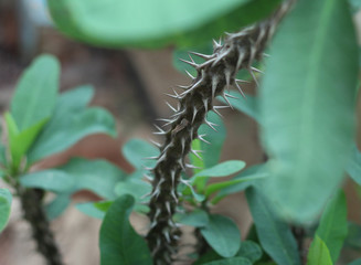 a branch of tree with sharp spikes