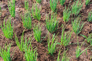 onion growht in vegetable garden