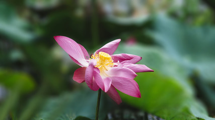 Large pink lotus flowers in the canal