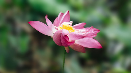 Pink lotus flowers are blooming