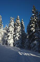 Huge spruce covered with snow on background blue sky. Vertical panorama.