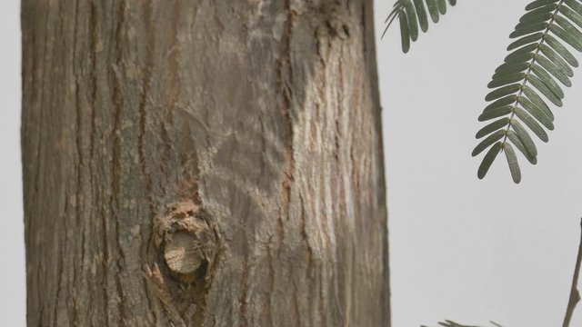 Moving camera from snail hanging on a tree behind a high dry grass