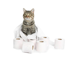 Cute cat playing with rolls of toilet paper on white background
