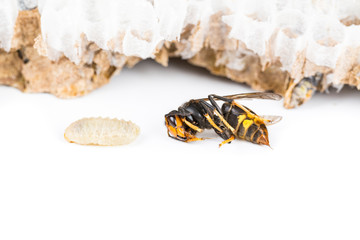 Obraz premium Dead asian hornet with larvae macro in white background