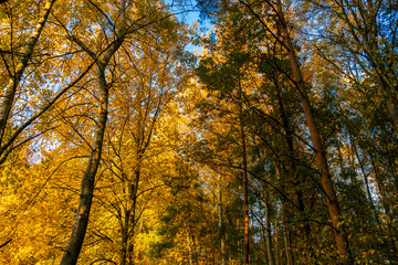 autumn forest 
