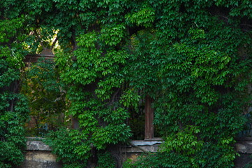 window in the wall of an old house overgrown by green wild grapes. Green plants on building facade.