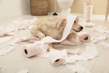 Cute dog playing with toilet paper in bathroom at home