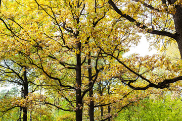 Fototapeta premium branches of oak trees with autumn leaves