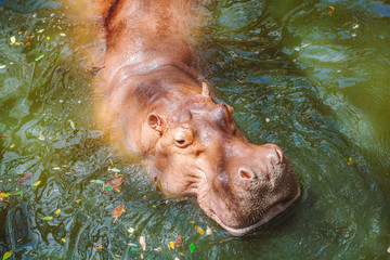 Close-up of hippopotamus swimming in the water in the zoo, Thailand