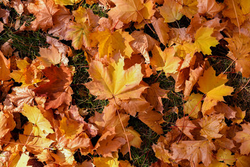 Above view of many beautiful orange and yellow leaf of oak tree on green grass. Autumn park and concept of season vibes. Fall season.