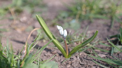 Blume