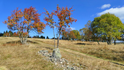 Colourful autumn in Krusne hory mountains, Czech Republic, European rowan (Sorbus aucuparia)