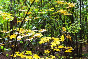 yellow autumn maple leaves illuminated by sun