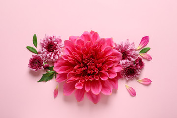 Flat lay composition with beautiful dahlia flowers on color background