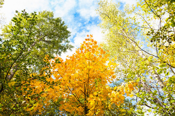 tops of aspen, birch, maple, hazel trees in forest