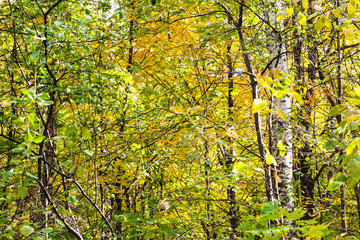 forest thicket in sunny october day