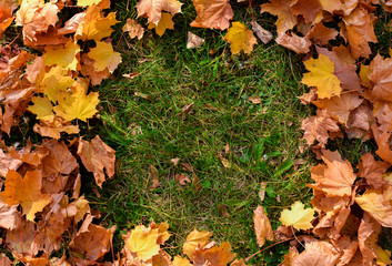 Above view of one orange leaf of oak tree in center on green grass. Beautiful autumn park and concept of season vibes. Fall season.