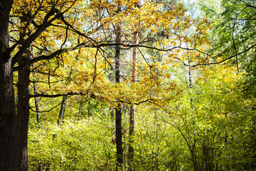 pine and oak trees in forest thicket in autumn