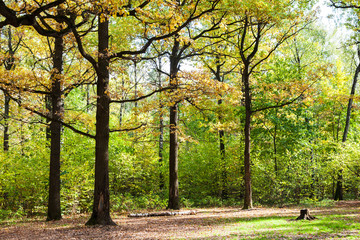 oaks on glade in forest in sunny october day
