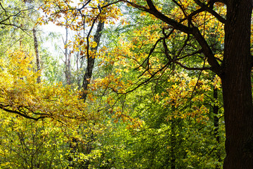 oak tree in dense forest in sunny october day