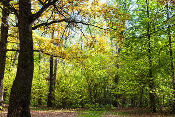 Fototapeta premium oak tree illuminated by sun on meadow in forest