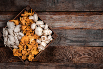 Obraz na płótnie Canvas Wooden tray with raw oyster and chanterelle mushrooms on wooden table. Copy space for your text. Banner.