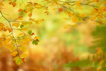 Naklejka na ściany i meble branches of autumn trees on a blurred background