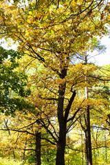 oak tree lit by sun in autumn forest
