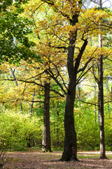 Fototapeta na wymiar oak tree lit by sun on meadow in autumn forest