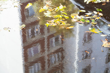 puddle on street with fallen leaves and reflection