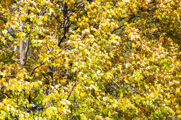 yellow leaves of birch tree swaying in the wind