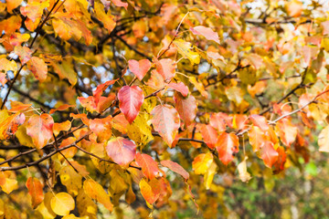 twigs of apple tree with red and orange leaves