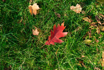 Above view of one red orange leaf of oak tree on green grass. Beautiful autumn park and concept of season vibes. Fall season.