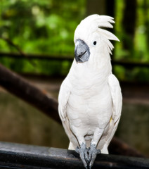 exotic parrot white cockatoo
