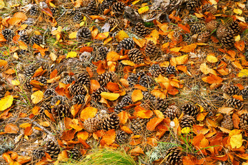 cones with autumn leafs on the ground in the forest