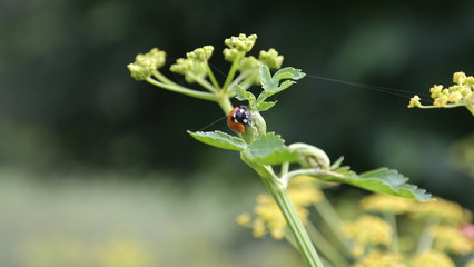 Blume mit Marienkäfer