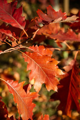 Close up of red and orange leaves of oak tree in beautiful autumn park. Concept of season vibes, fall season. 