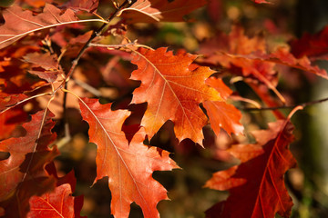 Close up of red and orange leaves of oak tree in beautiful autumn park. Concept of season vibes, fall season. 