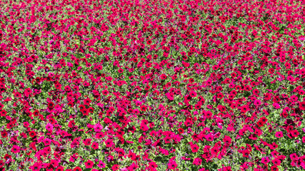 many red flower on field in sunny autumn day