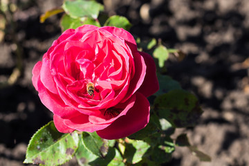 honeybees in rose flower in garden