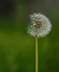 Partly torn dandelion