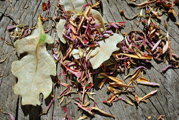 Zinnia bicolor flaccid pink flower petals and white oak leaves,  close up detail, soft gray wooden  background, top view
