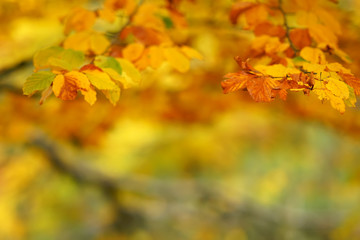 Naklejka na ściany i meble branches of autumn trees on a blurred bokeh background