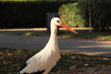 Storch im Elsass 3