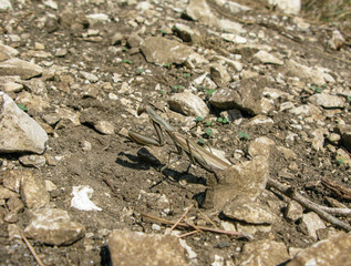 mantis masked on soil with stones and sprigs