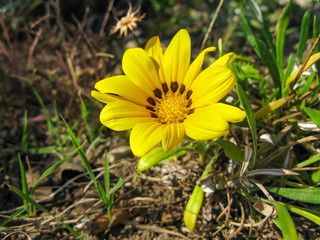 yellow daisy flower in the garden on the grass