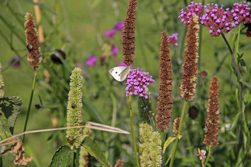 Kohlweißling an einer Blüte