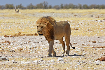 Mähnenlöwe (panthera leo) im Etosha Nationalpark in Namibia