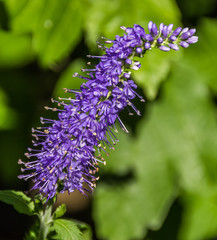 Flower in summer