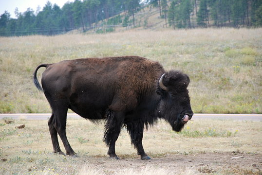 Buffalo in den Black Hills, South Dakota